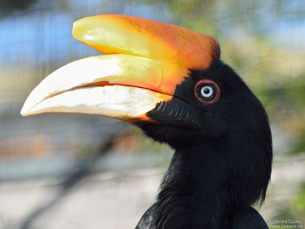 Rhinoceros Hornbill