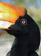 Rhinoceros Hornbill