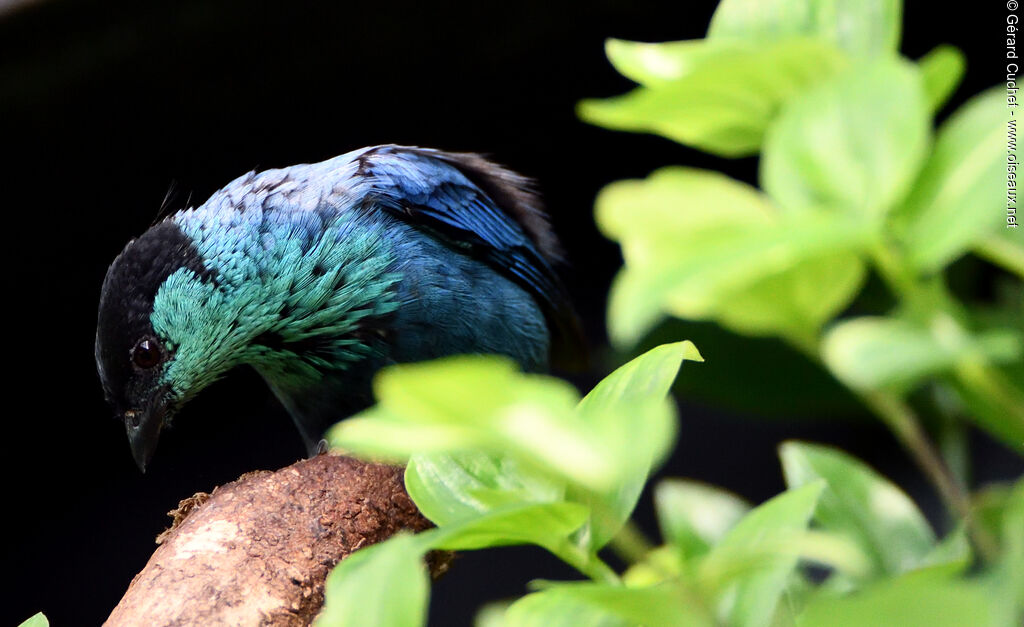 Black-capped Tanager, eats