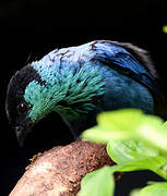 Black-capped Tanager