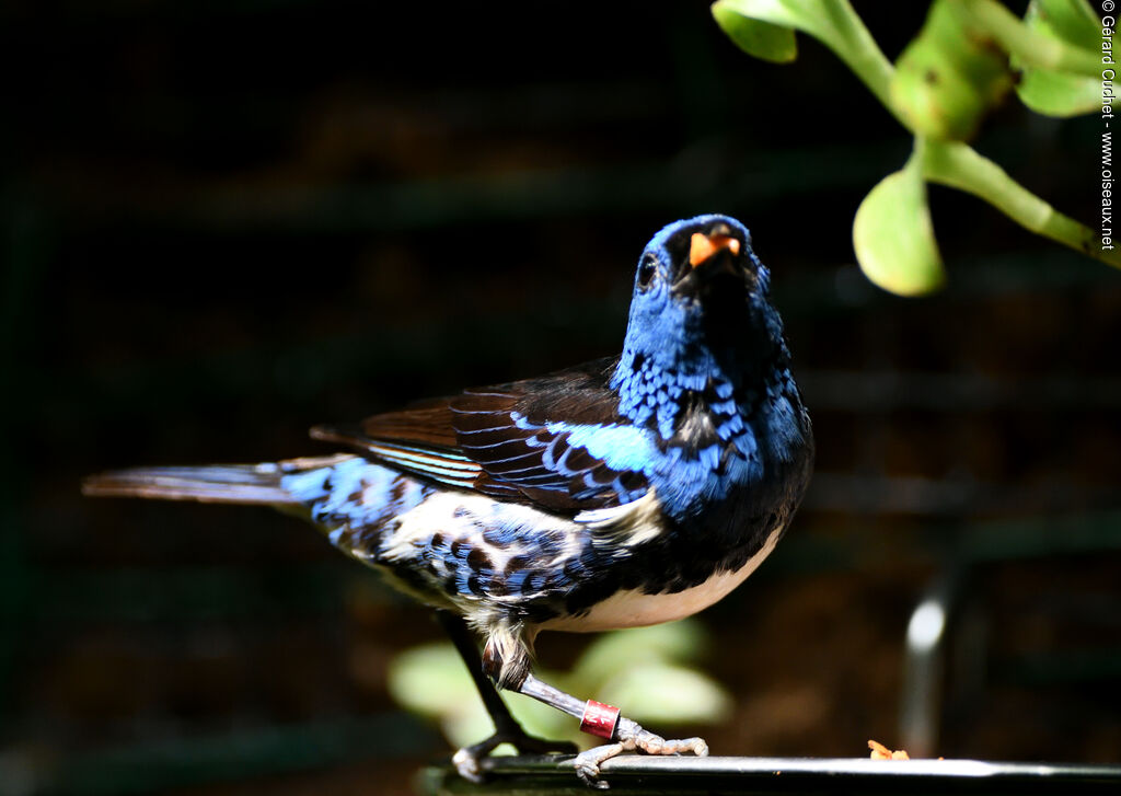 Turquoise Tanager, eats