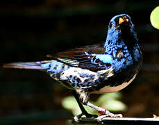 Turquoise Tanager