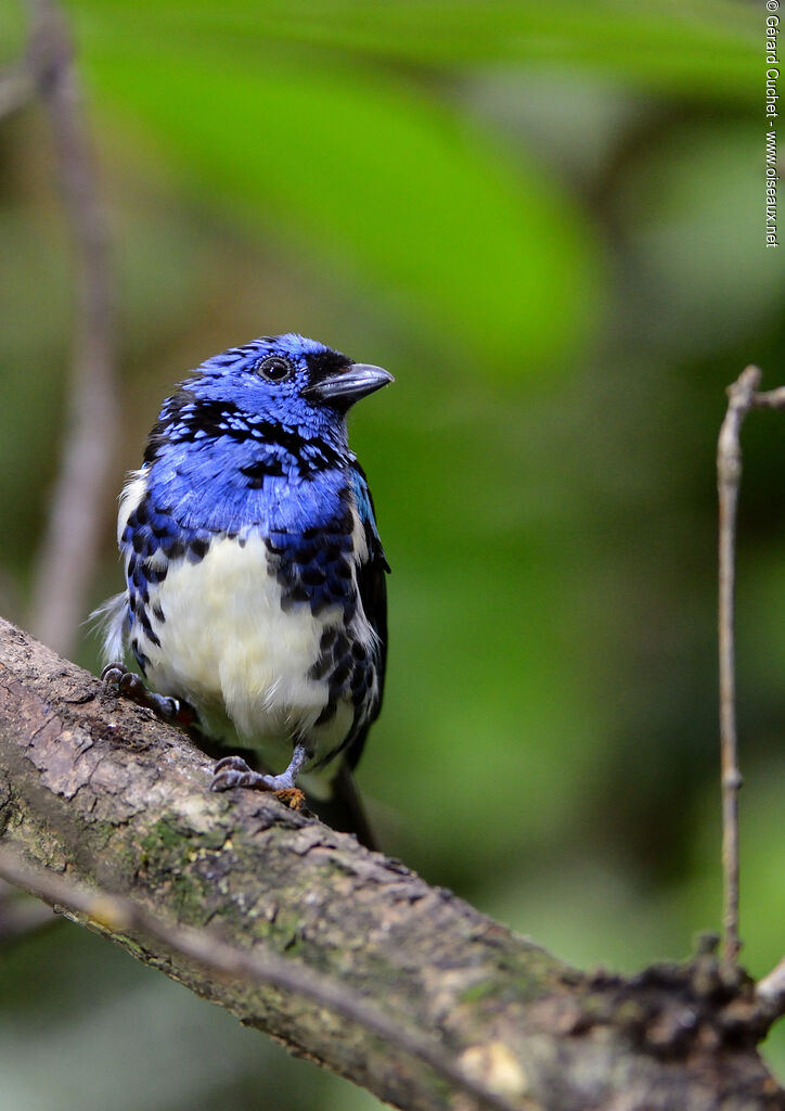 Turquoise Tanager, close-up portrait