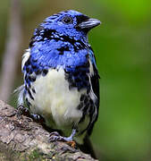 Turquoise Tanager