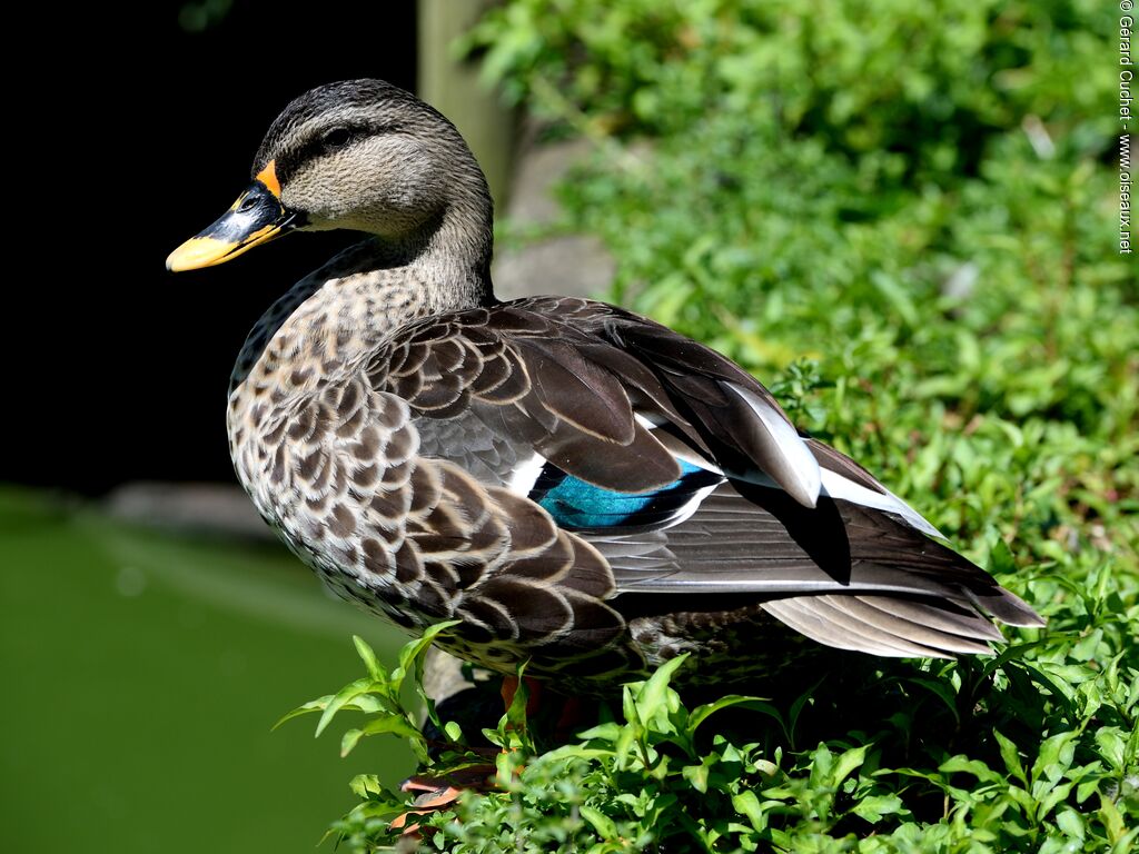 Canard à bec tacheté