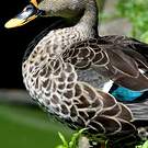 Canard à bec tacheté