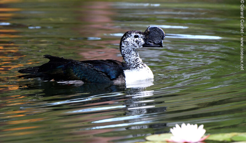 Knob-billed Duck, identification