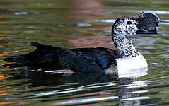 Canard à bosse