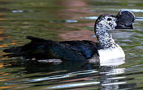 Knob-billed Duck