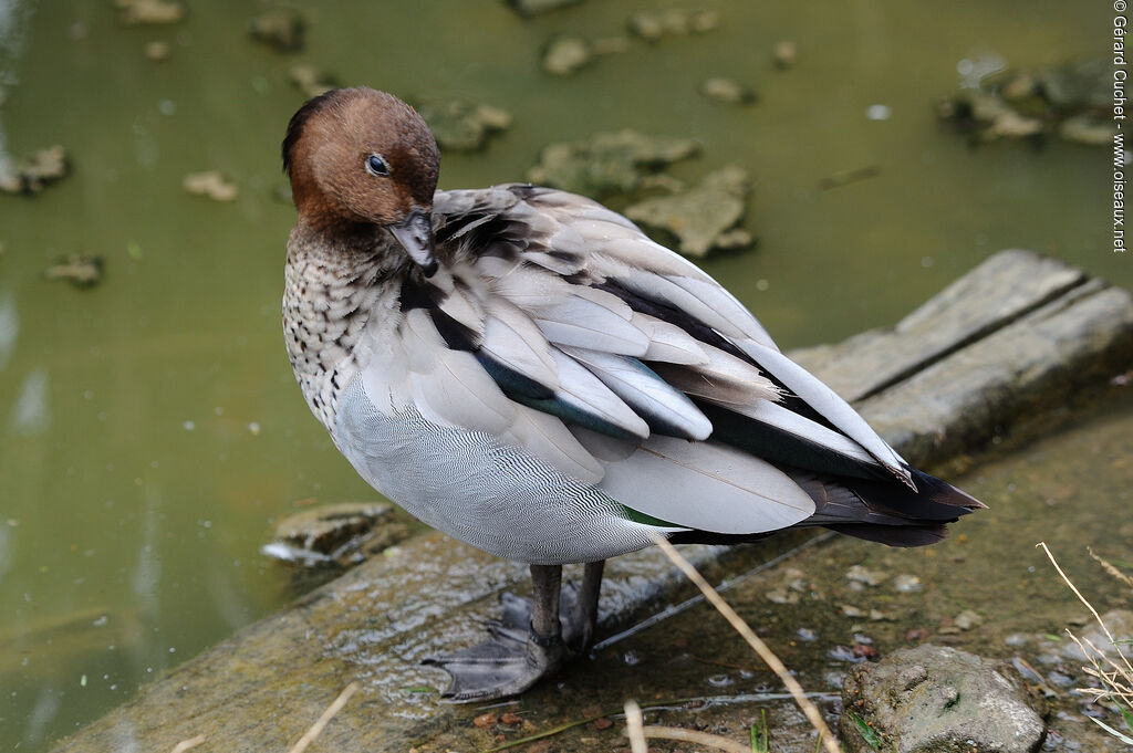 Canard à crinière, identification