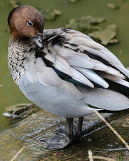 Canard à crinière