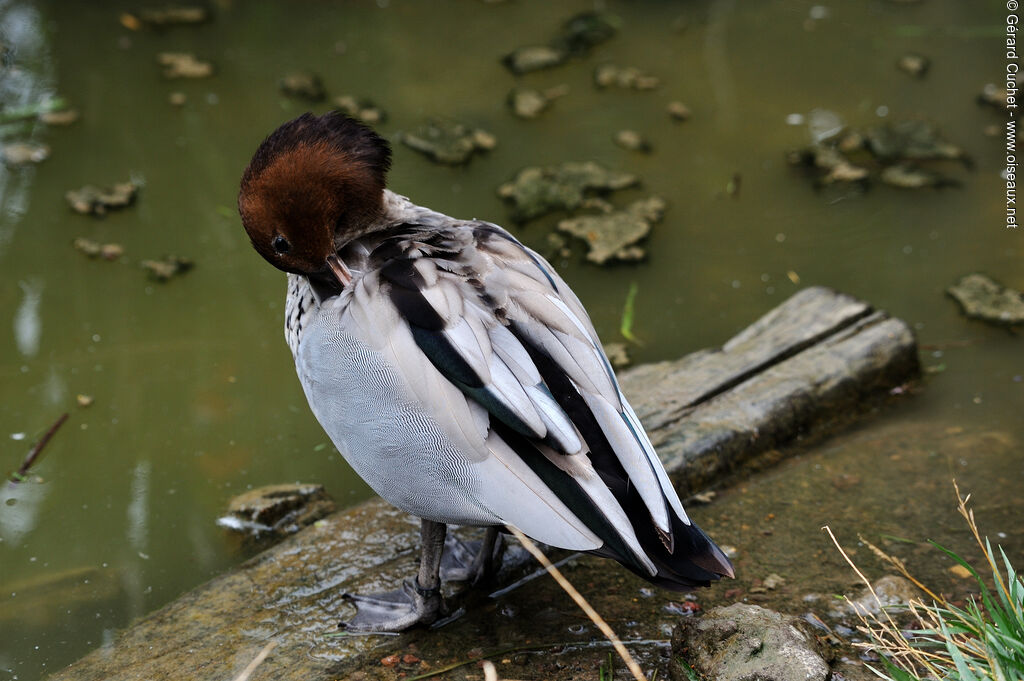 Maned Duck, close-up portrait, care