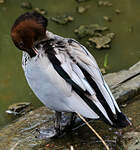 Canard à crinière