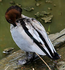 Canard à crinière