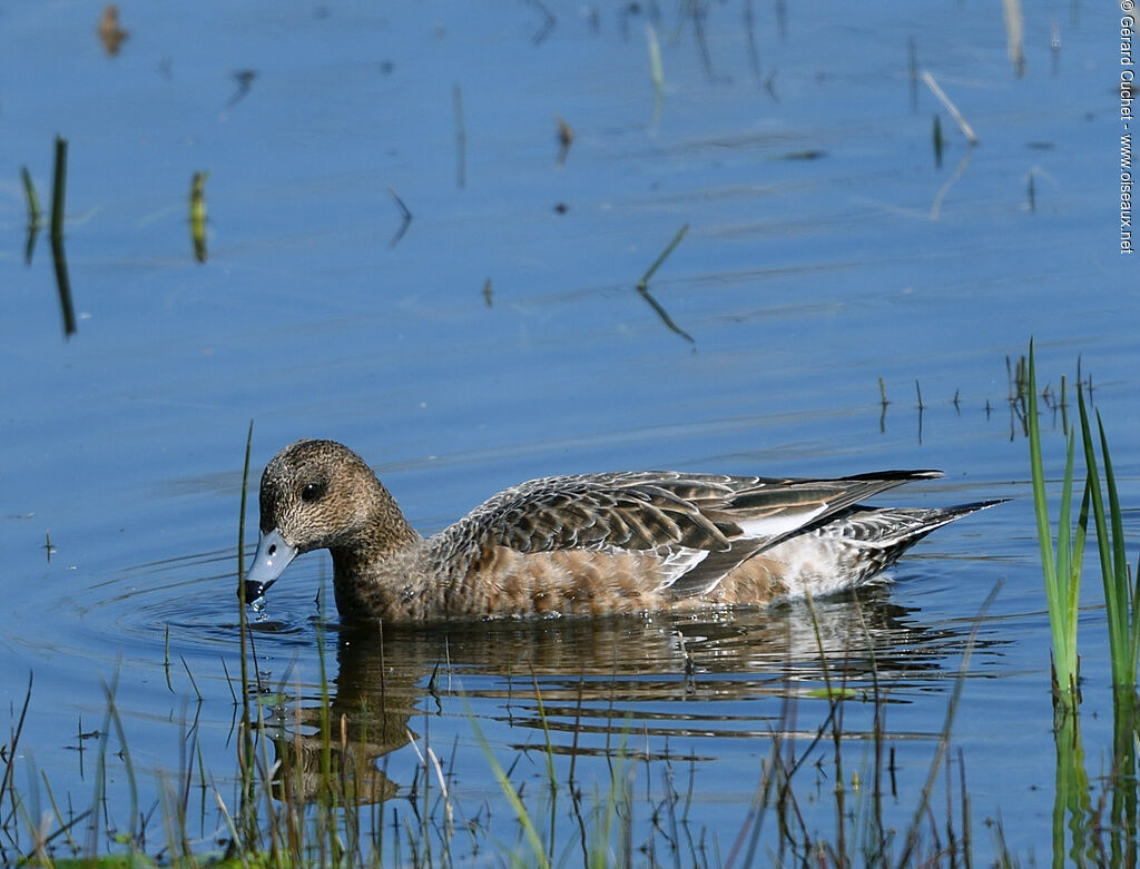 American Wigeon female, identification