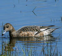 American Wigeon