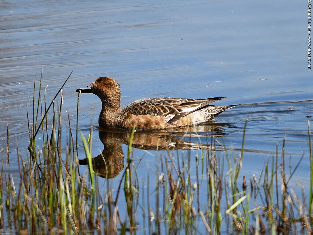 American Wigeon female, swimming