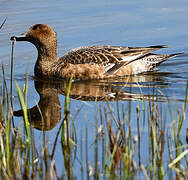 American Wigeon