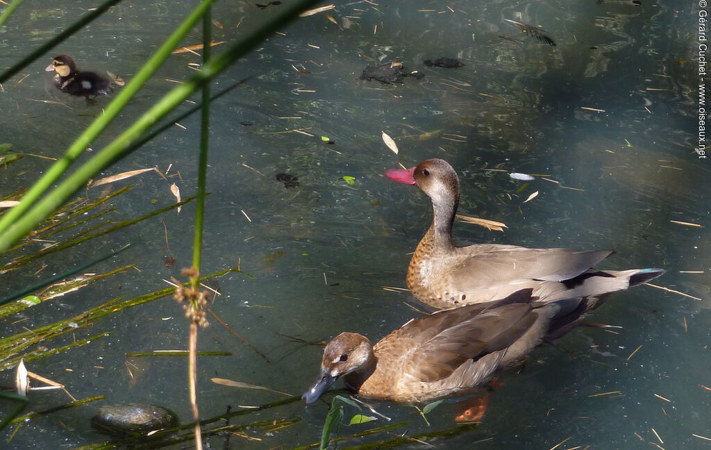 Brazilian Tealadult