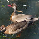 Canard amazonette