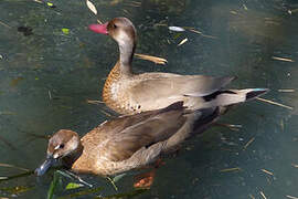 Brazilian Teal