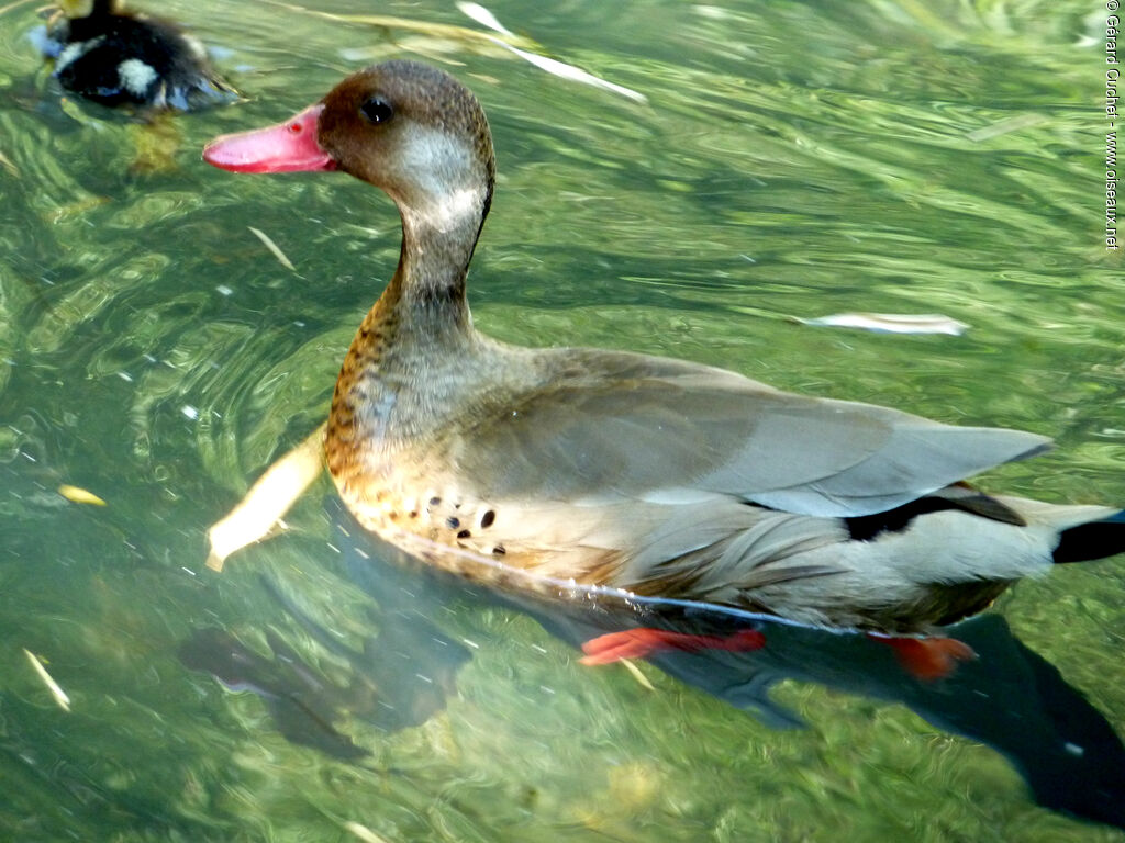 Canard amazonette mâle, identification