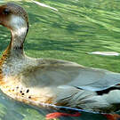 Canard amazonette