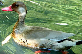 Brazilian Teal