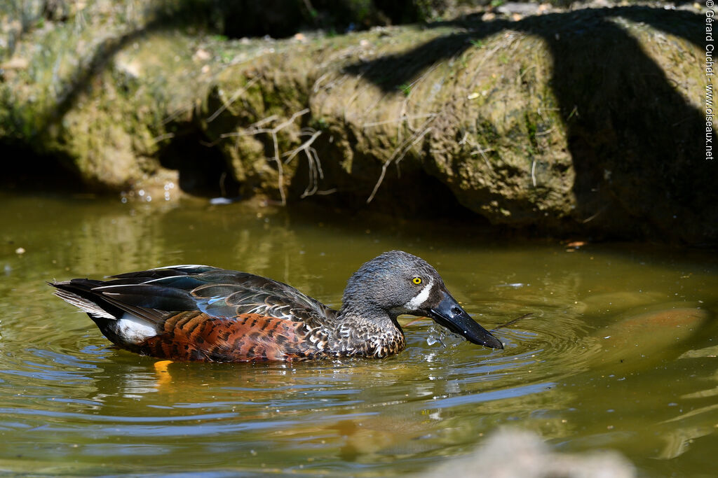 Canard bridé mâle adulte