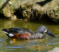 Canard bridé