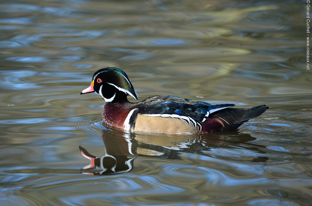 Canard carolin