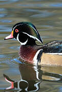 Wood Duck