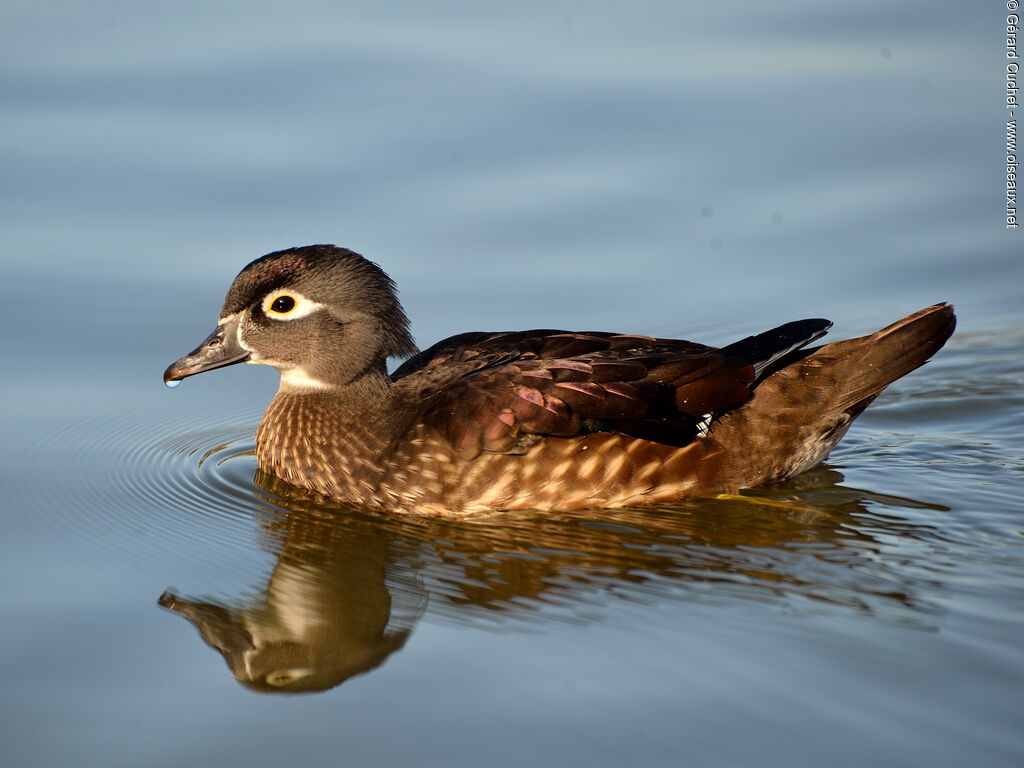 Canard carolin