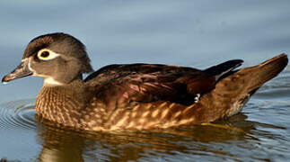 Canard carolin