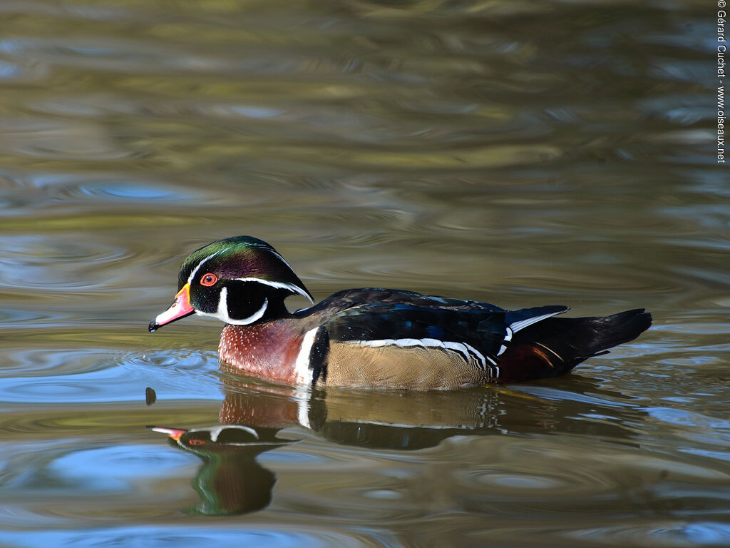 Canard carolin