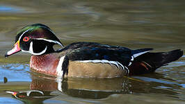 Canard carolin