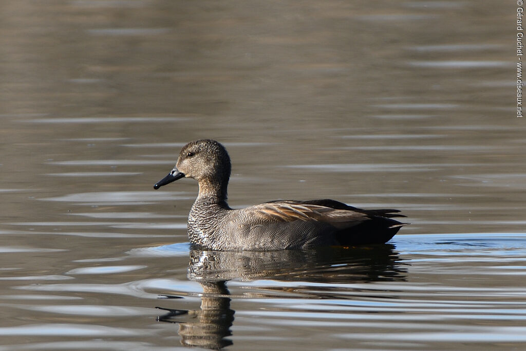 Gadwall male, identification, swimming