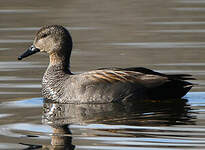 Canard chipeau