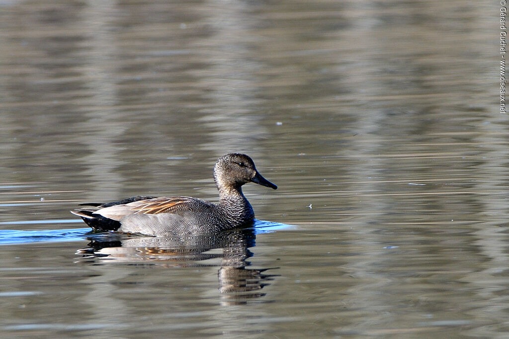 Gadwall male, identification