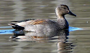 Gadwall