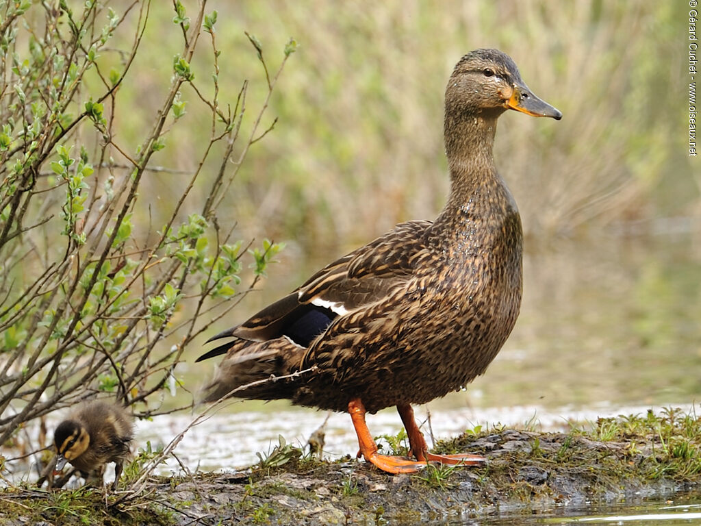 Canard colvert