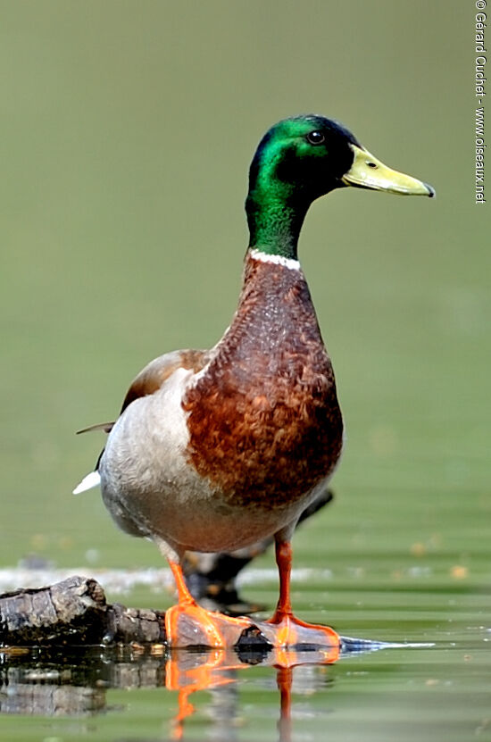 Mallard male