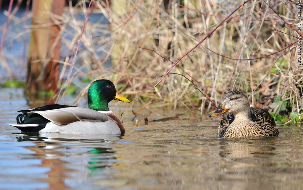 Canard colvert 