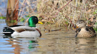 Canard colvert