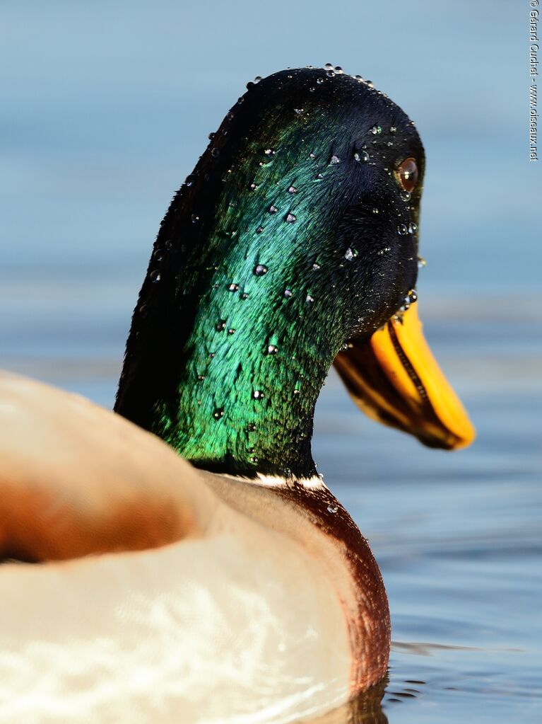 Canard colvert