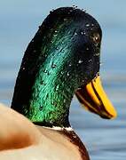 Mallard