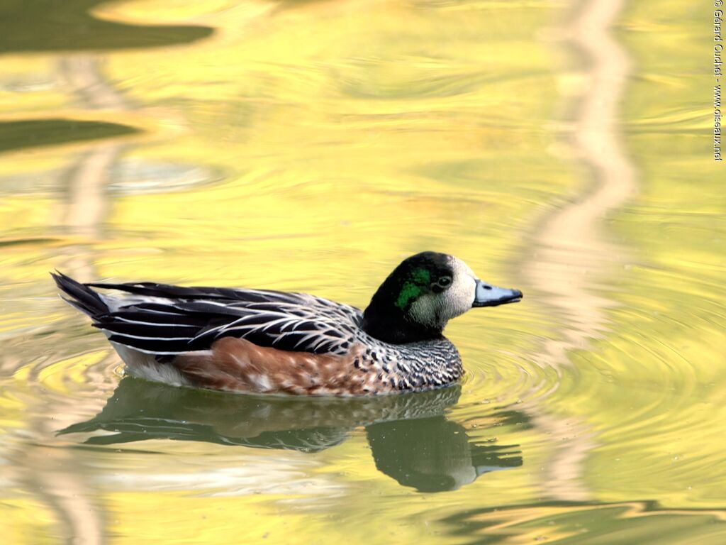 Canard de Chiloé