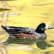 Chiloe Wigeon