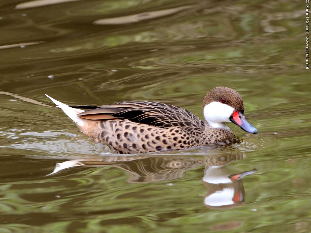 White-cheeked Pintail