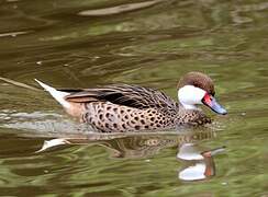 White-cheeked Pintail